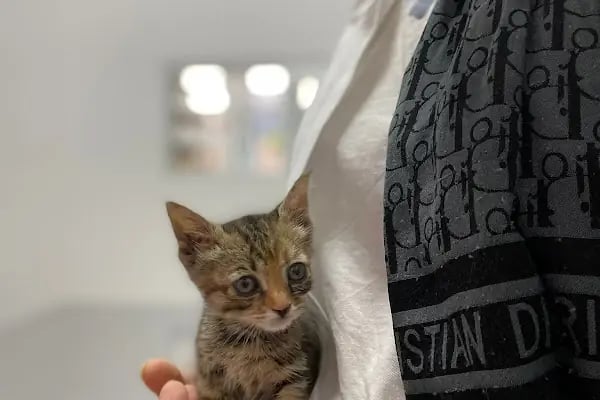 Edremit Afacan Veteriner Kliniği - Resim 16
