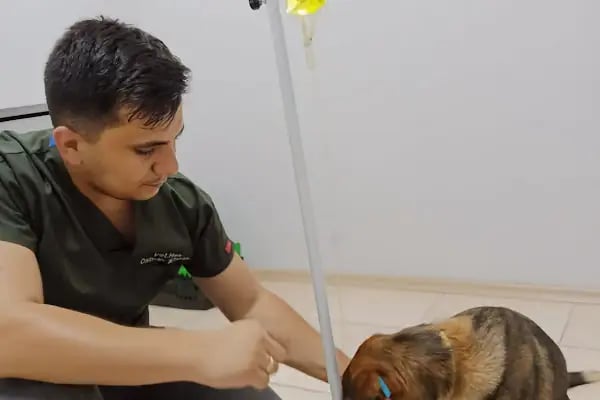 Edremit Afacan Veteriner Kliniği - Resim 18