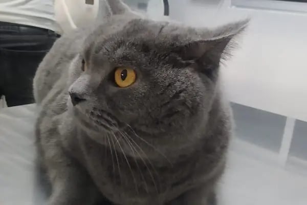 Edremit Afacan Veteriner Kliniği - Resim 9