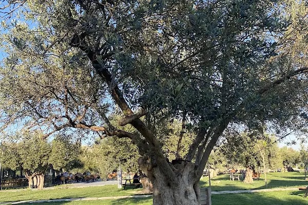 Zeytin Park - Resim 7