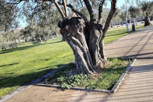 Zeytin Park - Resim 4