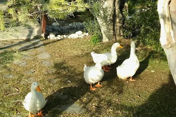 Bodrum Marmara Koleji - Resim 12