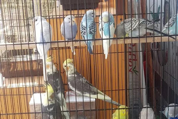 NEŞELİ PATİLER PETSHOP - Resim 3