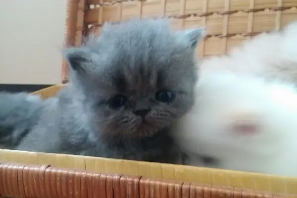 NEŞELİ PATİLER PETSHOP - Resim 19