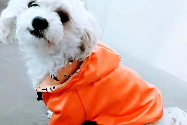NEŞELİ PATİLER PETSHOP - Resim 6