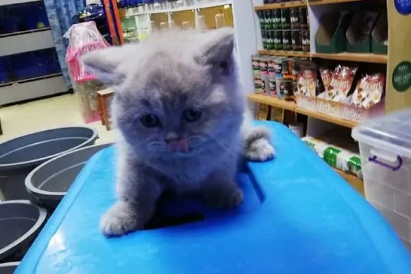 NEŞELİ PATİLER PETSHOP - Resim 4