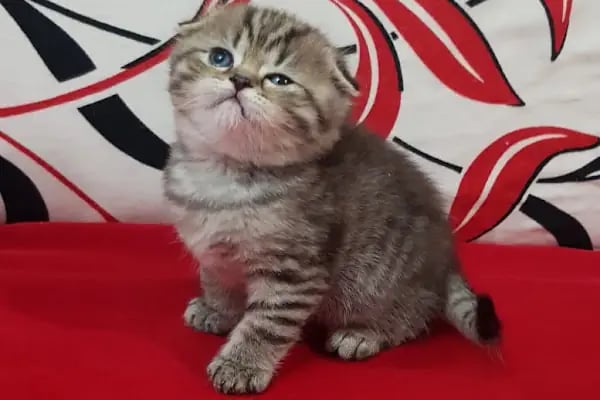 NEŞELİ PATİLER PETSHOP - Resim 14