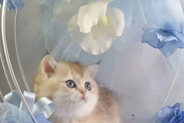 NEŞELİ PATİLER PETSHOP - Resim 5