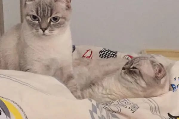 NEŞELİ PATİLER PETSHOP - Resim 15