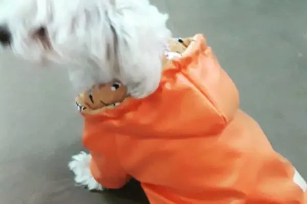 NEŞELİ PATİLER PETSHOP - Resim 18