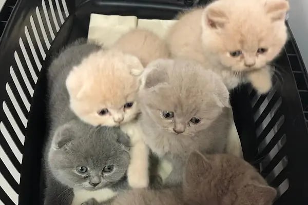 NEŞELİ PATİLER PETSHOP - Resim 8