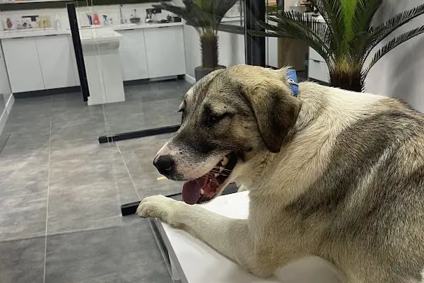 Vet&amp;Pet Veteriner Kliniği - Resim 2