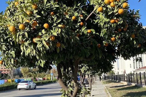 Adana Bölge Adliye Mahkemesi - Resim 11