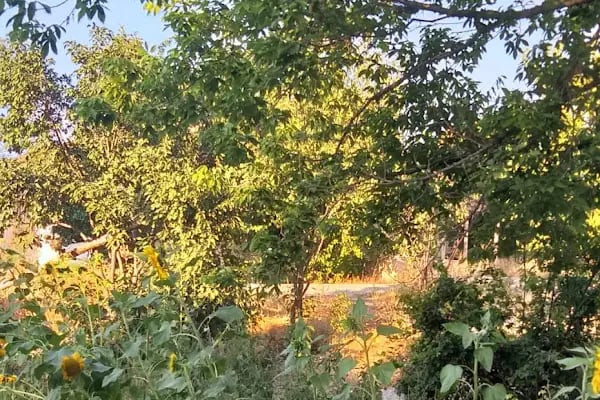 Kalaba Mahallesi Muhtarlığı - Resim 2