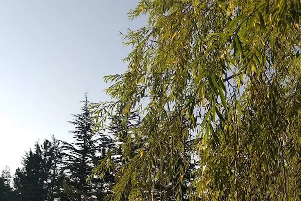 Kalaba Mahallesi Muhtarlığı - Resim 3