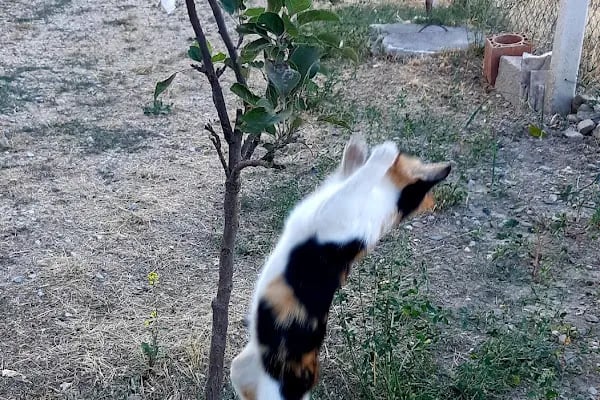 Kalaba Mahallesi Muhtarlığı - Resim 5