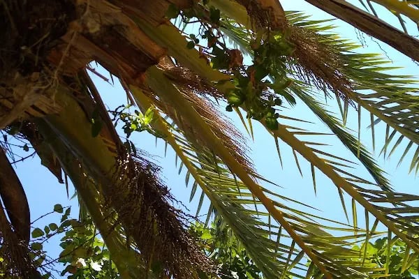 Anamuryum Mavi İnci Tatil Sitesi - Resim 8