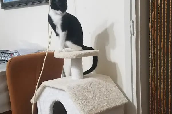 Doğan PetShop 1-Güllük - Resim 4
