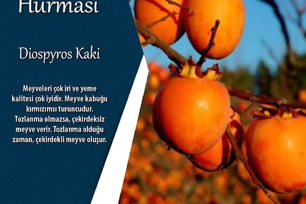 Aktaş Plant - Resim 20