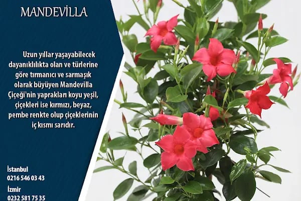 Aktaş Plant - Resim 6