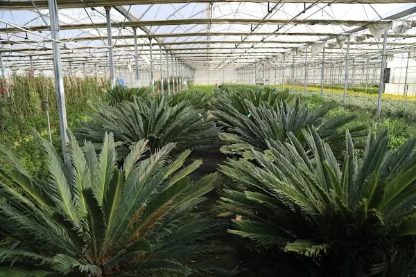 Aktaş Plant - Resim 15