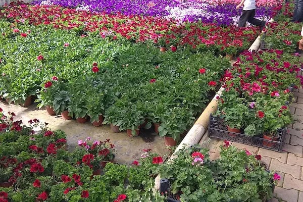 Aktaş Plant - Resim 17