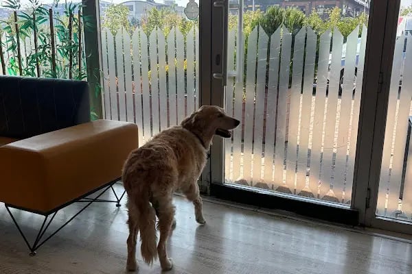 Orenda Veteriner Kliniği - Resim 5