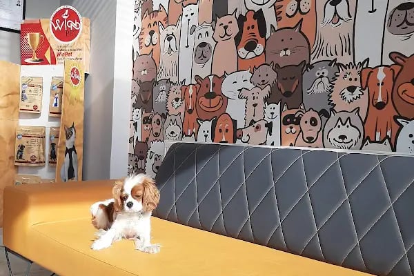 Orenda Veteriner Kliniği - Resim 3