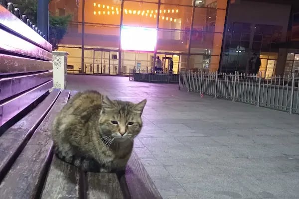 Dr. Kadir Topbaş Kültür Sanat Merkezi - Resim 20