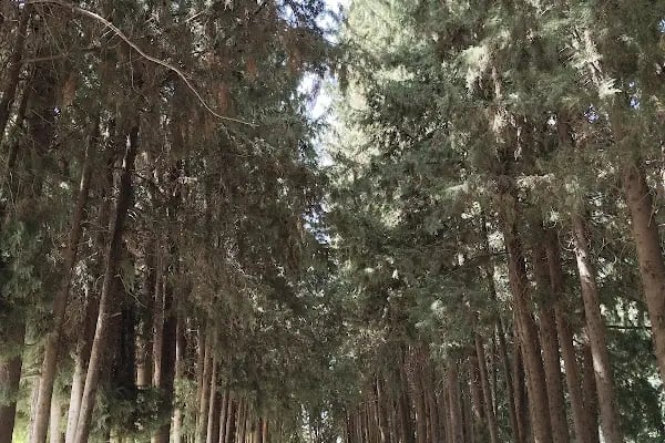 Yeniköy Mezarlığı - Resim 3