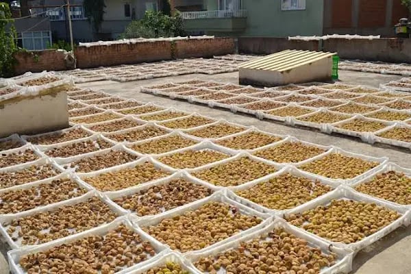 Maden Gıda Kuru İncir Soğuk Sıkım Zeytinyağı Nazilli - Resim 4