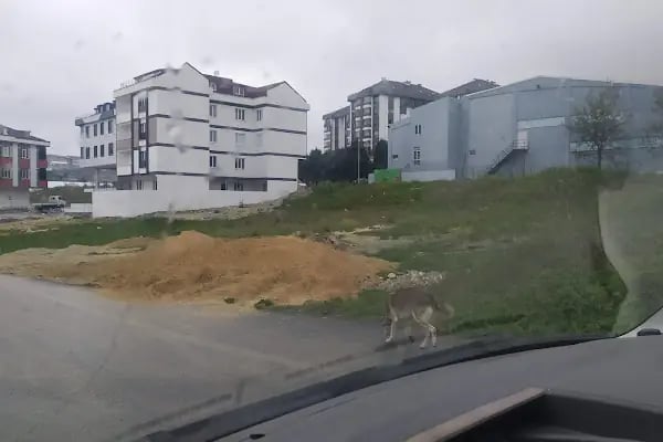 Arnavutköy Belediyesi Sporla Sağlıkı Yaşam Mer. - Resim 2