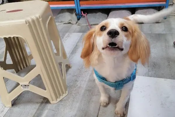 Tosbaa Petshop - Resim 8