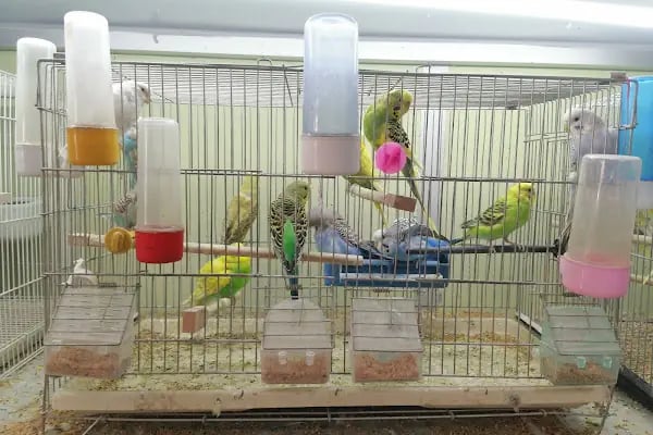 Tosbaa Petshop - Resim 2