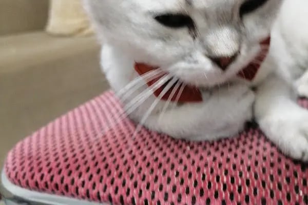 Tosbaa Petshop - Resim 4