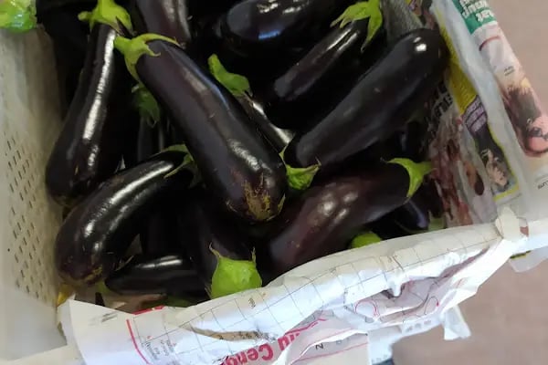 OPTİMUM FRESH İHRACAT - Resim 5