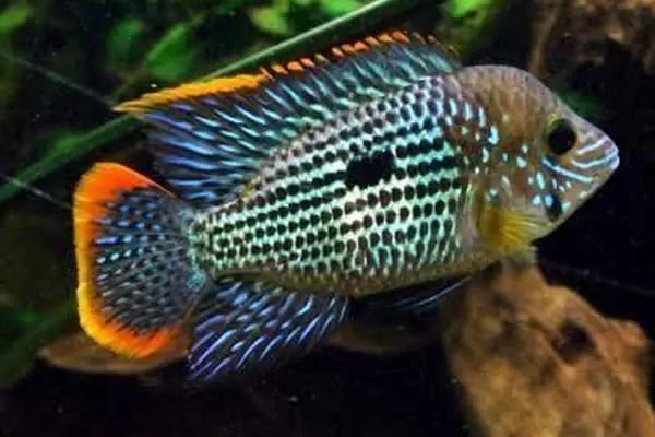 Elf Akvaryum Petshop - Resim 3