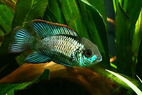 Elf Akvaryum Petshop - Resim 5