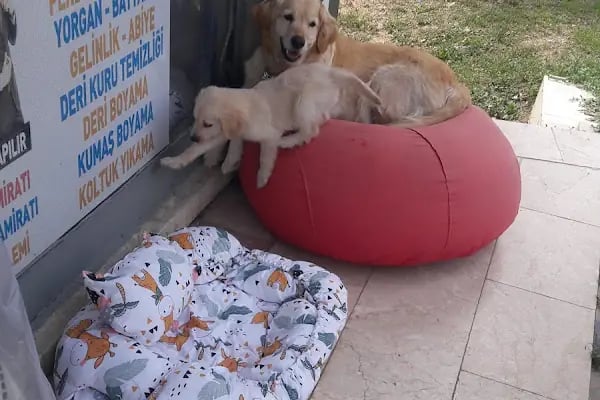 Cool Dry Cleaning Kurutemizleme ve Terzi,Halı yıkama. - Resim 2
