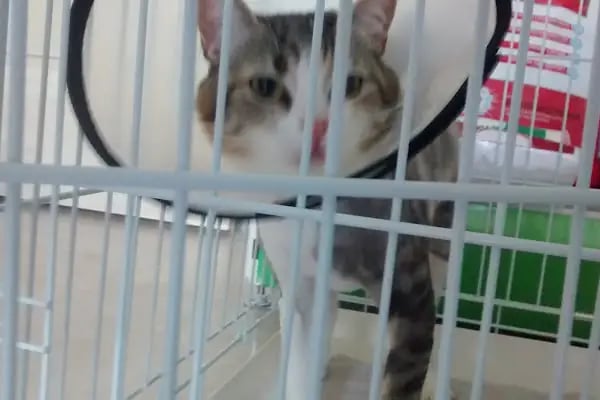 Hayat Veteriner Kliniği - Resim 5