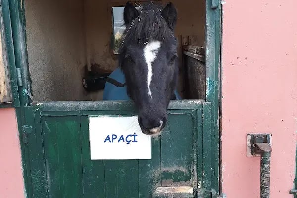 Ankara Atlı Spor Aktiviteleri Binicilik Okulu - Resim 6