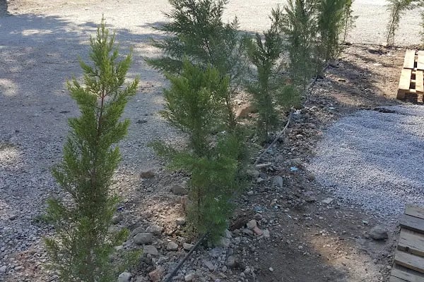 Çınar Otopark Oto Yıkama - Resim 8