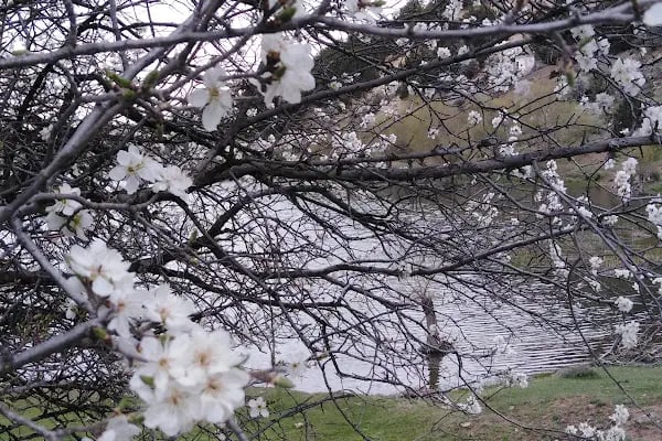 Beypazarı Depelarkası Kayışın Göl - Resim 14