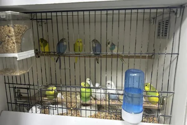 Tospik Petshop - Resim 12