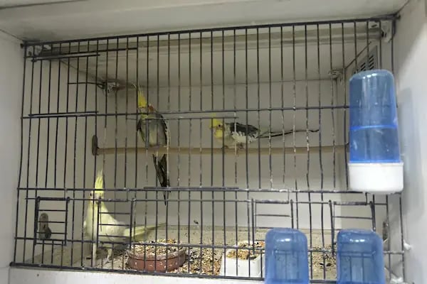 Tospik Petshop - Resim 6