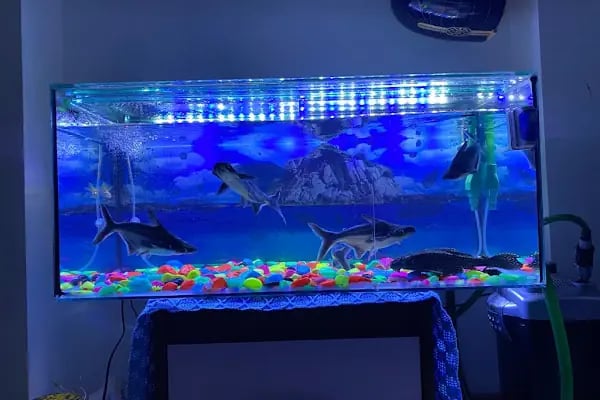 Blue Water Pet Shop - Resim 10