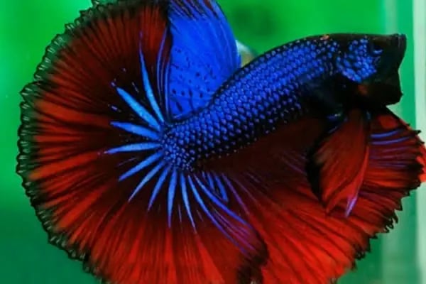 Alsancak Petshop 2 - Resim 2