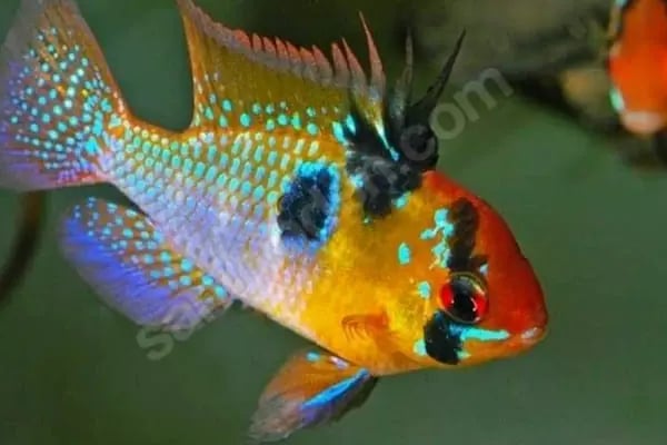 Alsancak Petshop 2 - Resim 20