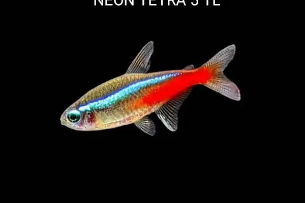 Alsancak Petshop 2 - Resim 7