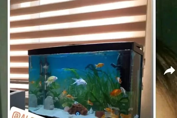 Alsancak Petshop 2 - Resim 10